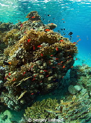 Reef Marsa Alam. by Sergey Lisitsyn 